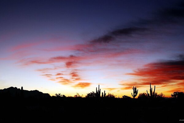 The shadow of the cactus always reminds me of you