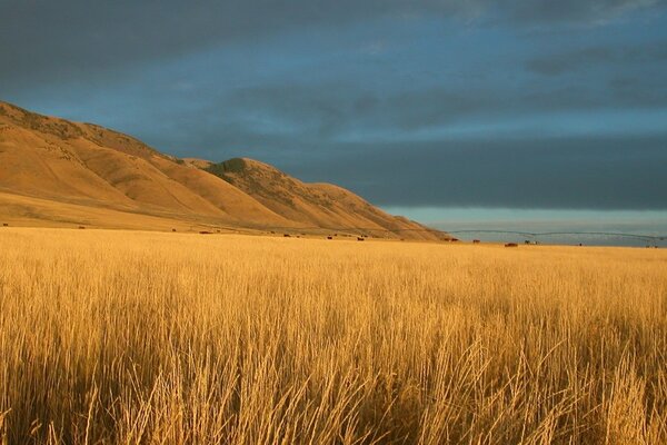 Beautiful golden mountains and a field of rye