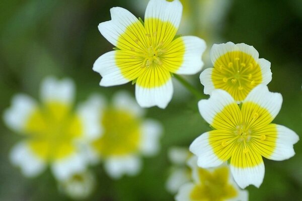 Fiori di campo primaverain primo piano