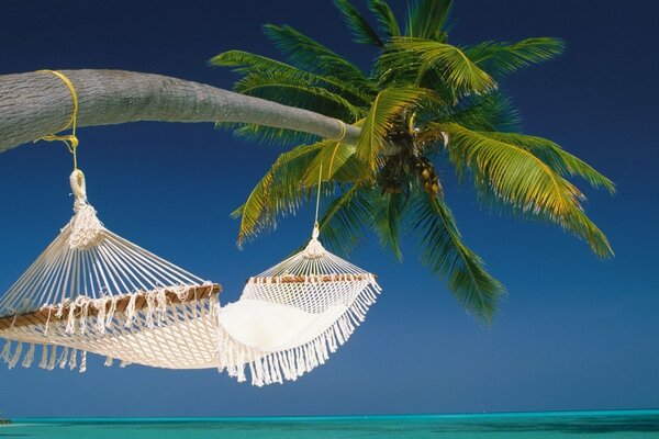 Wicker hammock on a bent palm tree