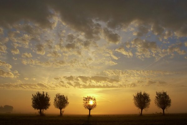 Sunset in the savannah with dry trees