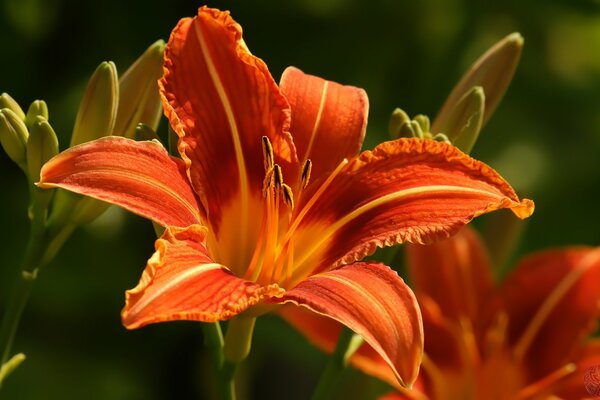 Macro image of an orange lily