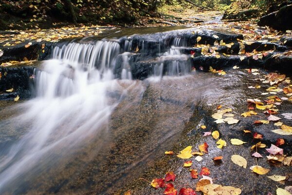 Autumn purulent stream with yellowed foliage