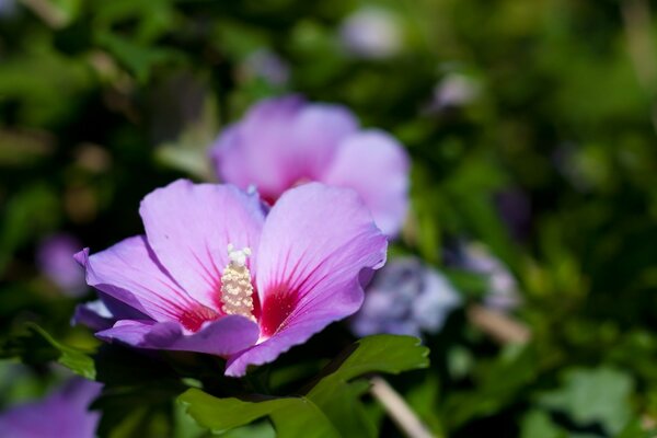 Fiori selvatici Lilla nel campo