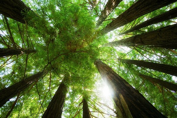 Tall trunks and leaves pulling high