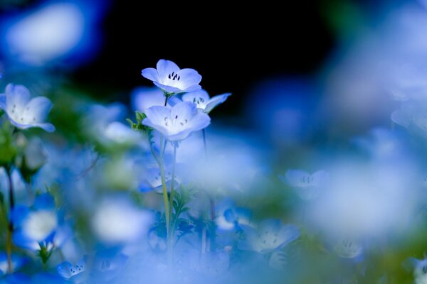 Zarte blaue Blumen auf der Lichtung