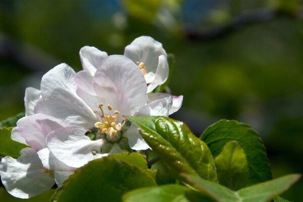 On the macro, white flowers and green leaves of an apple tree during the color