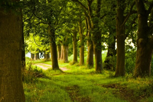 Waldnatur und überwachsener Pfad