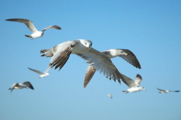 Beautiful flight birds skies animals