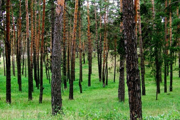 Troncos de árboles en el fondo de la hierba