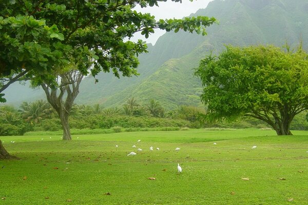 Aves en el césped verde en las montañas de verano