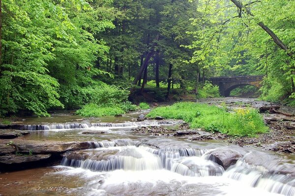 Ruscello veloce, perso tra i boschetti della natura