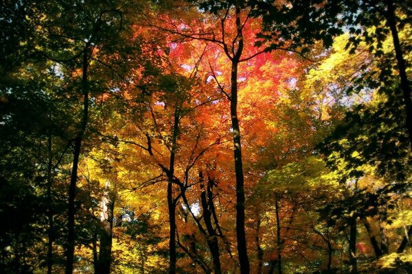 Der Herbst trug Bäume in allen hellen Farben