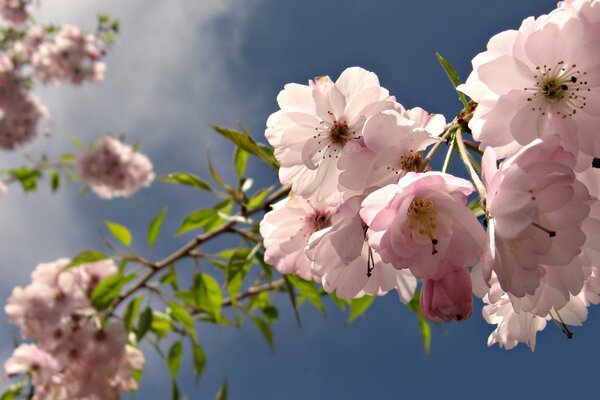 Fleurs roses sur fond de ciel bleu