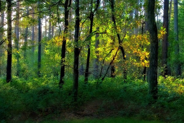 Parque forestal cubierto en verano