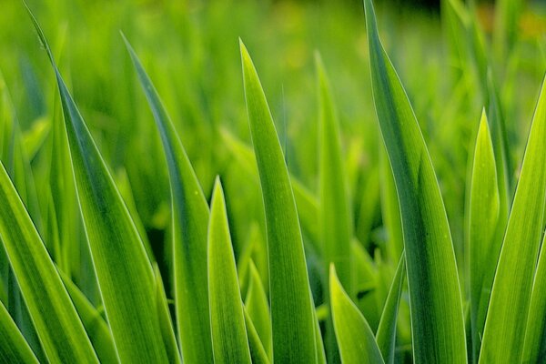 Erba verde che raggiunge il sole