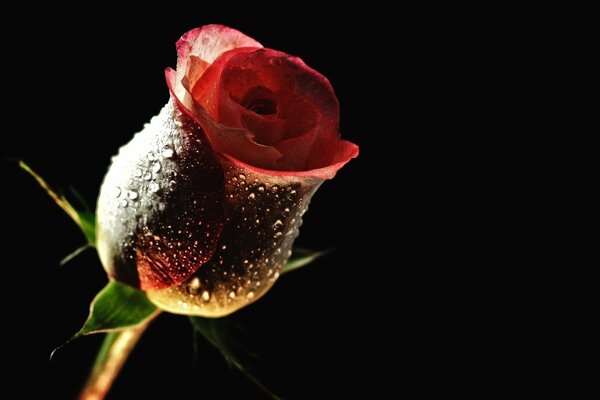 A dark rose bud with dew drops