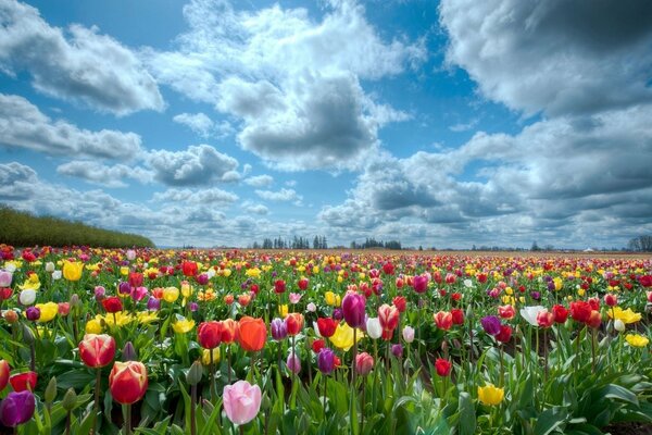 A field of colorful tulips and a blue sky with clouds