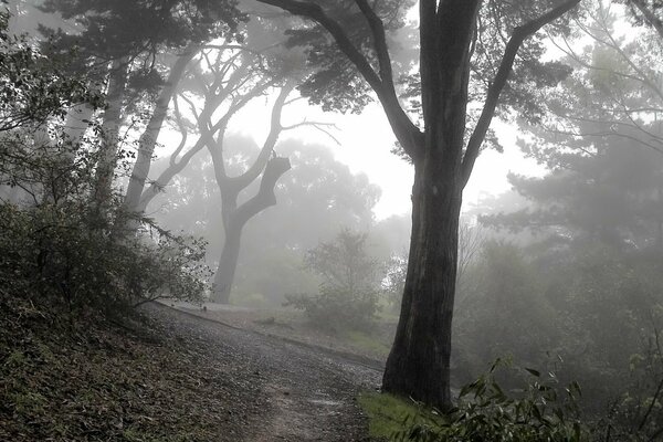 Sendero del bosque y árboles en la niebla