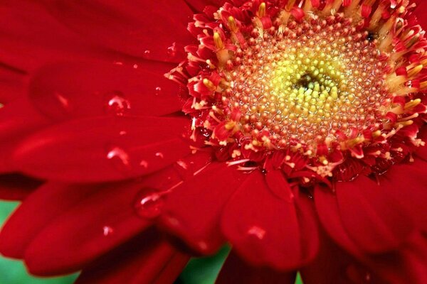 Makro mit einer Chrysantheme in gesättigter roter Farbe und Wassertropfen