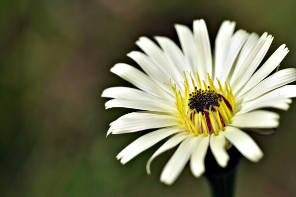 Decorative chamomile with a dark middle