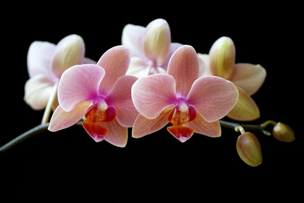 Capullos cerrados de orquídeas sobre un fondo negro