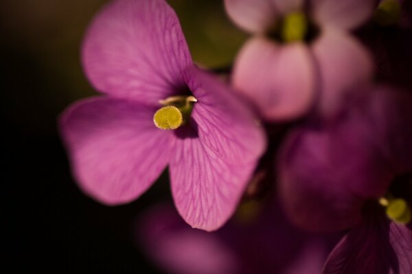 Venature sul petalo di un fiore lilla