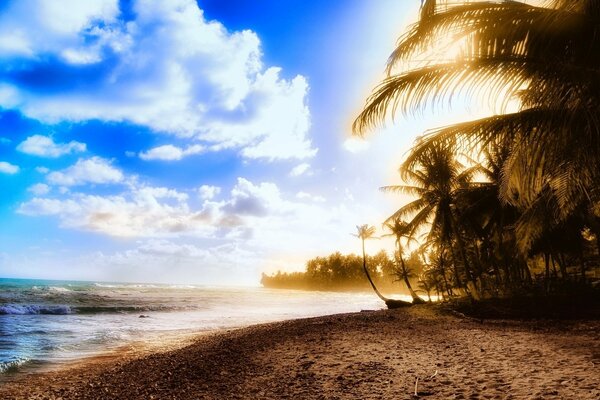 The coast with tropical plants on a sunny day