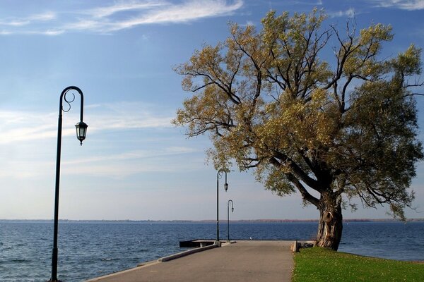 Árbol solitario en el paseo marítimo, en la carretera