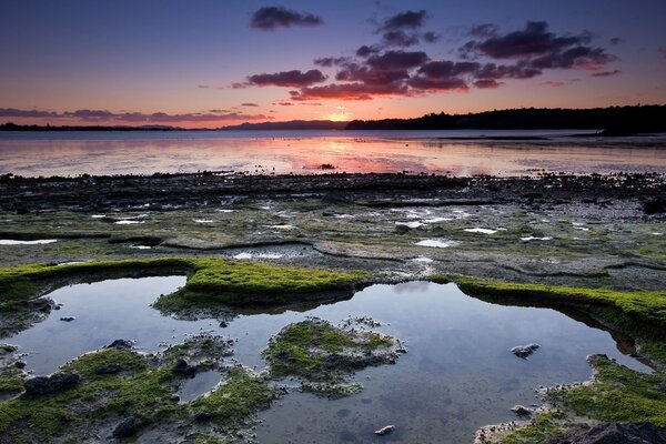 Green thickets in the swamp at sunset