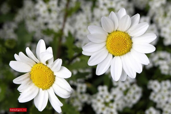 Two daisies on the background of a field of daisies