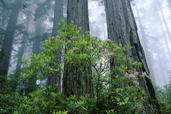 Forest silence and boundless sky