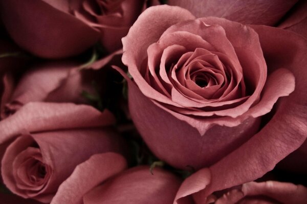 Pink roses macro approximation