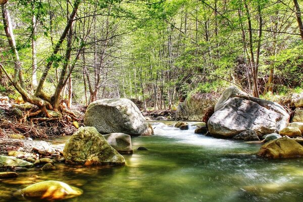 Rivière de montagne et les rayons du soleil dans la forêt sauvage