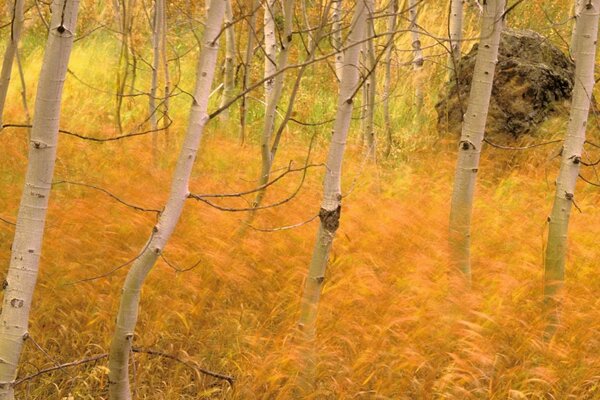 Bouleaux d automne. Herbe jaune