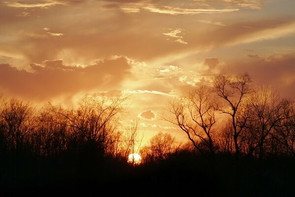 Hermosa puesta de sol en la naturaleza. Ramas secas