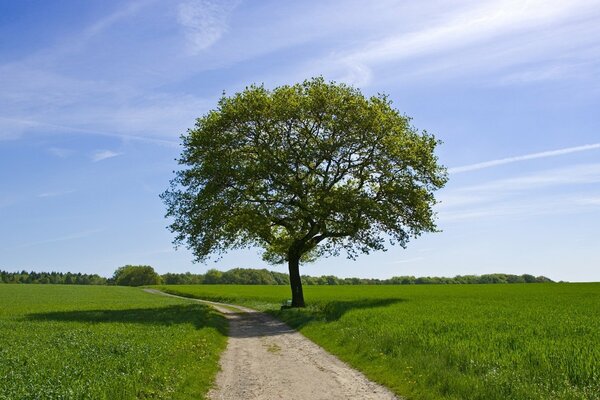 A lonely tree among bright meadows