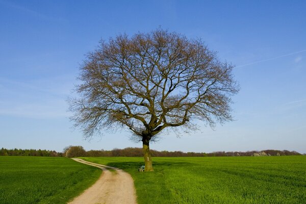 A lonely tree in a field