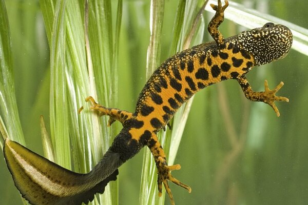 Eidechse im Terrarium mit Pflanzen