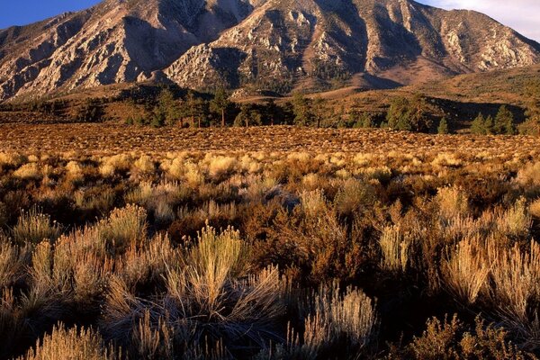 Arbustos secos y colinas grises bañadas por el sol