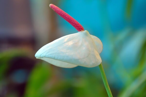 Calla blanc sur fond vert