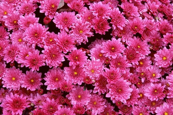 Chrysanthemums of pink color on rolyana