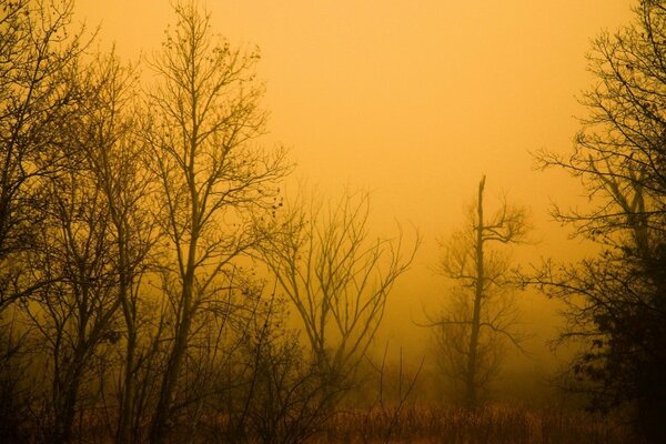 Landschaft des Spätherbstwaldes im Nebel