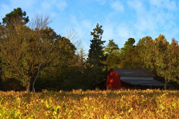 House field forest nature meadow