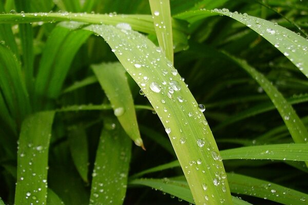 Gotas de rocío matutinas en las hojas