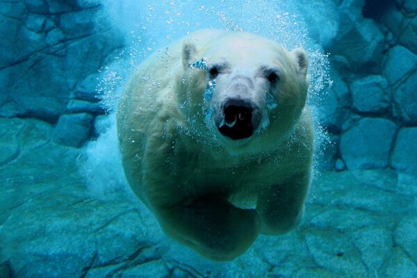 L orso polare nuota sott acqua