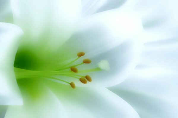 Muguet blanc avec étamines vertes