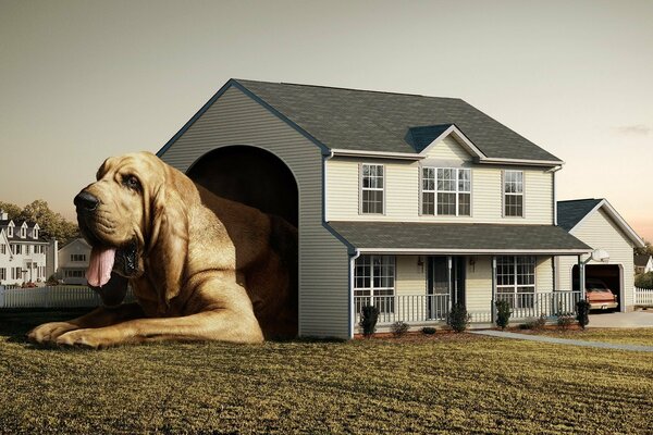 Grand chien dans une petite maison