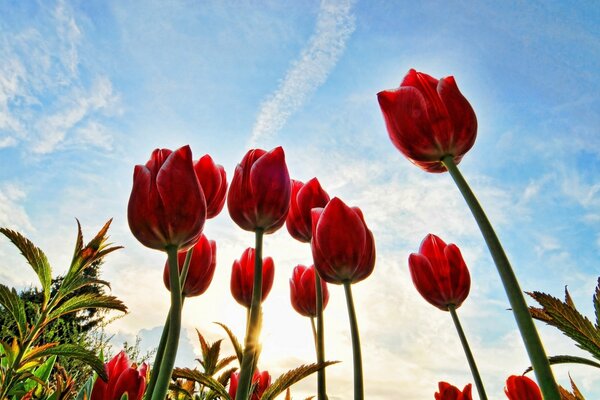 Rote Tulpen ziehen in die Sonne