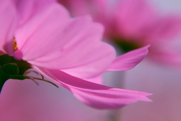 Pétalo rosa con fotografiado en macro